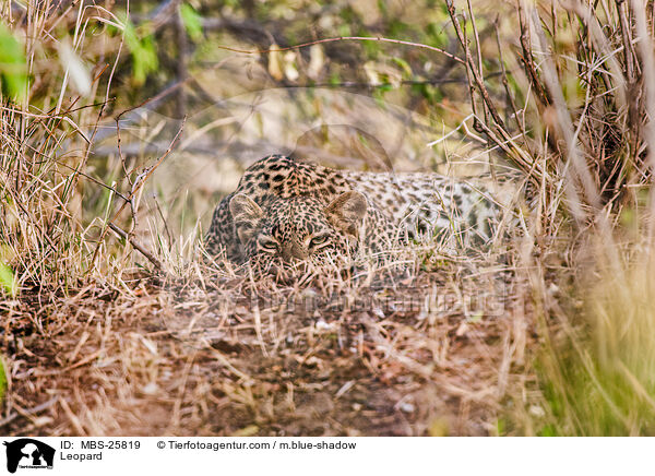 Leopard / Leopard / MBS-25819