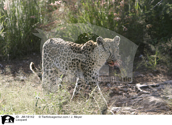 Leopard / Leopard / JM-18142