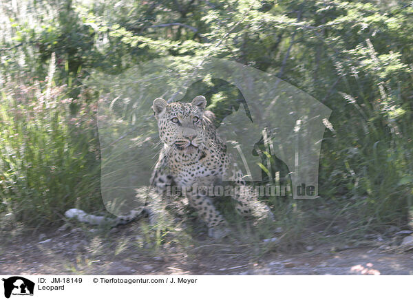 Leopard / Leopard / JM-18149