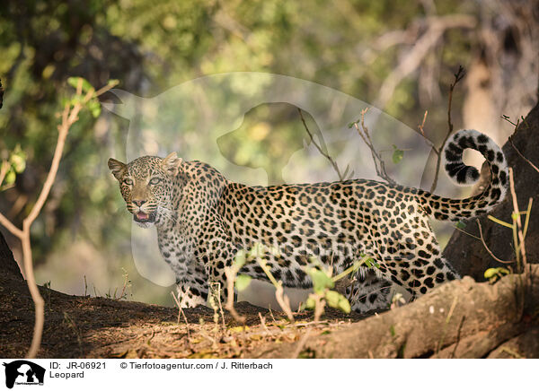 Leopard / JR-06921