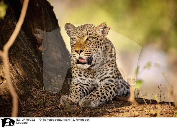 Leopard / JR-06922