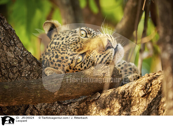 Leopard / Leopard / JR-06924
