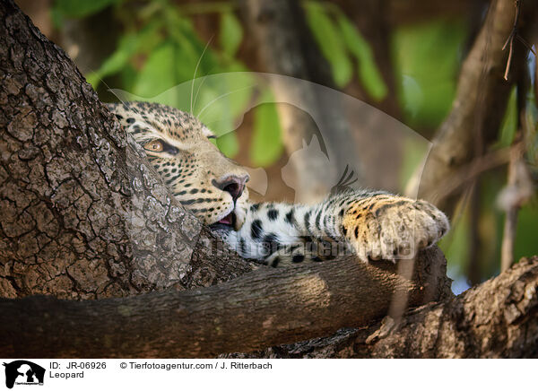 Leopard / JR-06926