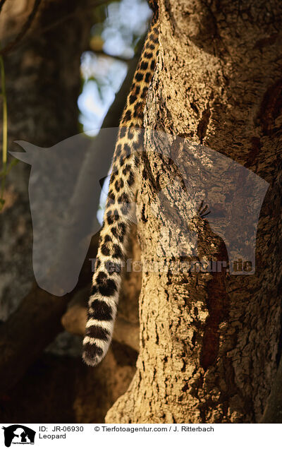 Leopard / JR-06930