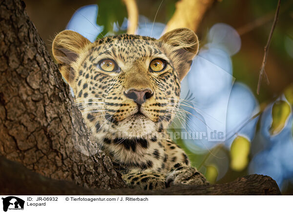 Leopard / JR-06932