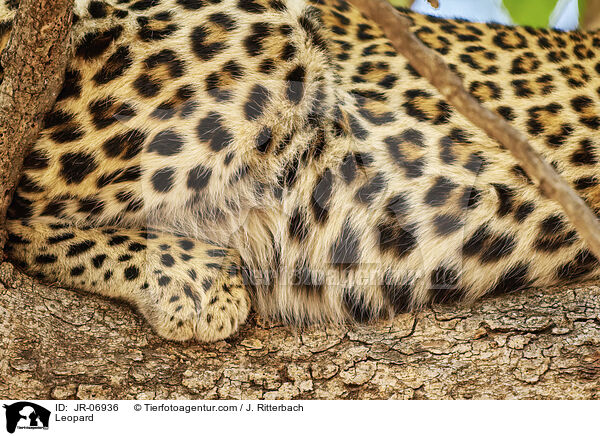 Leopard / Leopard / JR-06936