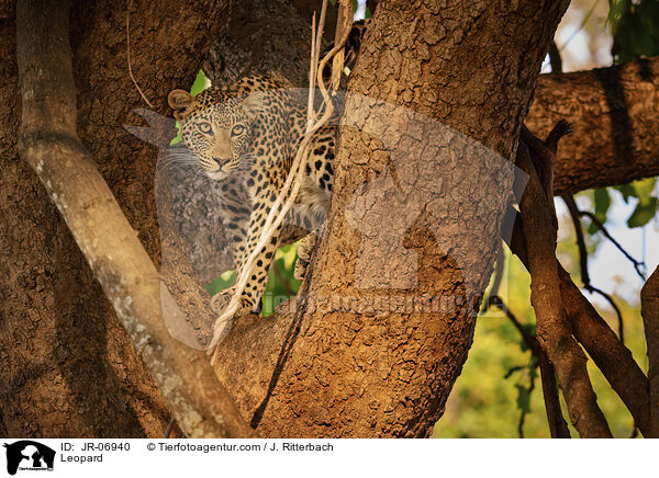 Leopard / JR-06940