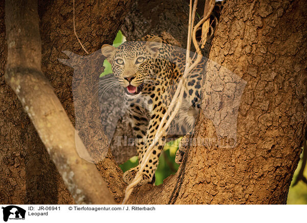 Leopard / JR-06941