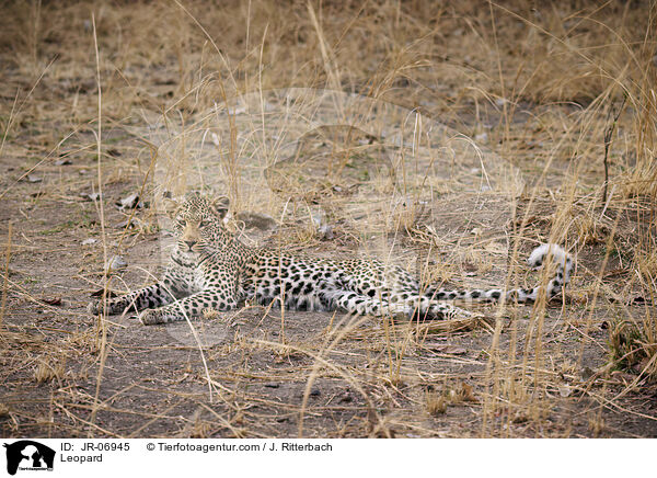 Leopard / Leopard / JR-06945