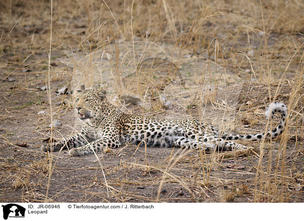 Leopard / Leopard / JR-06946