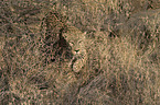 leopard in action