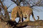 eating leopard
