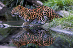chinese leopard