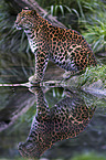 chinese leopard
