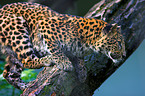 chinese leopard