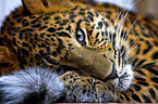 chinese leopard