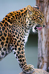 chinese leopard