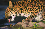 chinese leopard