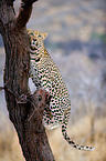 climbing leopard