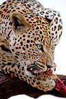 eating leopard