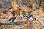 running leopard