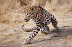 running leopard