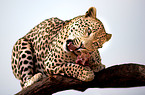 eating leopard