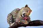 eating leopard