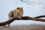 eating leopard