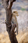 climbing leopard