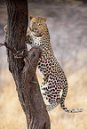 climbing leopard