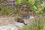 young leopards