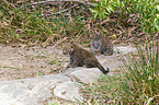 young leopards
