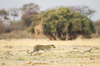 Leopard