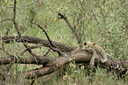 young Leopard