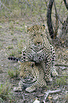 Leopards