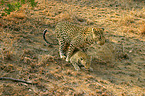 Leopards