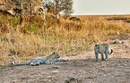 Leopards