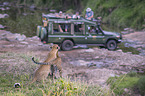 Leopards