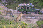 Leopards