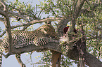 lying Leopard