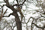 climbing Leopard