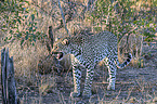standing Leopard