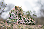 lying Leopard