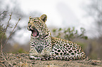 lying Leopard