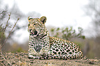 lying Leopard