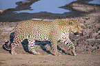 walking Leopard