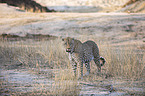 standing Leopard