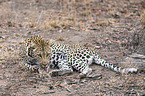 lying Leopard