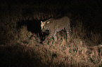 walking Leopard